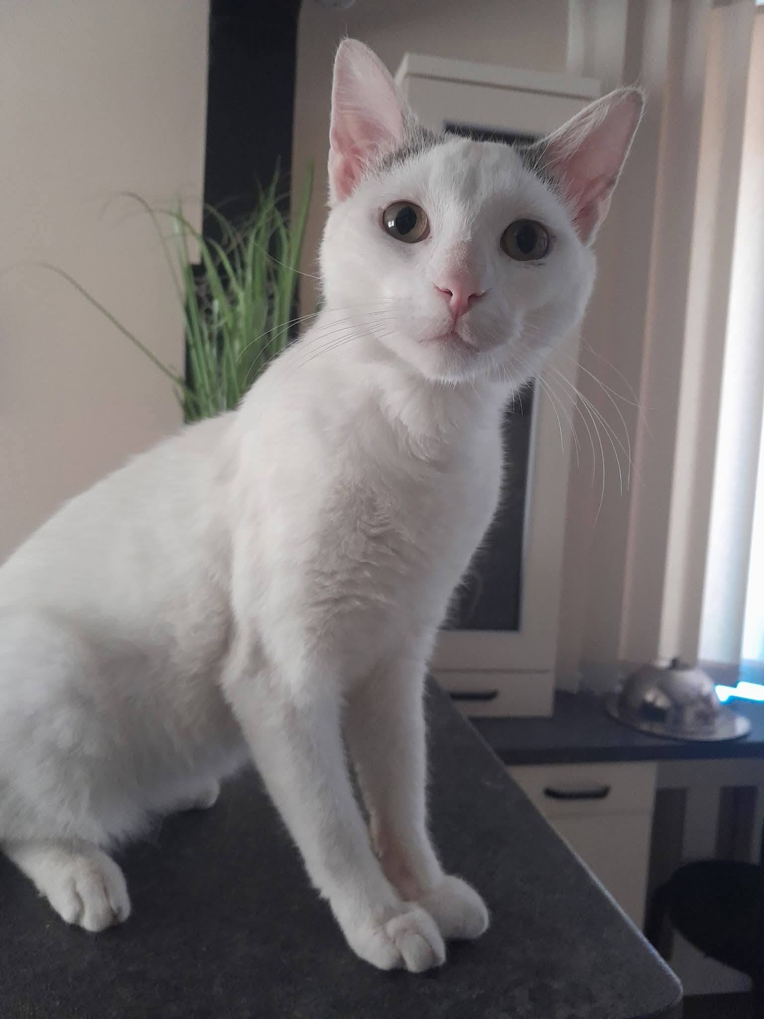 Tuliś szuka domu